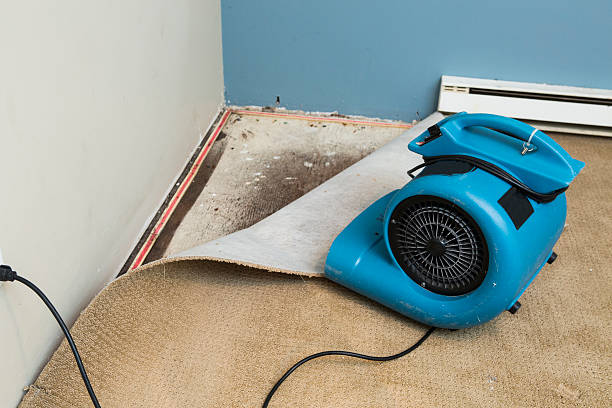 Best Basement water damage restoration  in Volga, SD